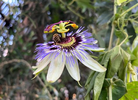 Passion Flower Tea Benefits And Side Effects | Best Flower Site