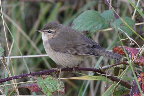 Dusky Warbler By Richard Willison Birdguides