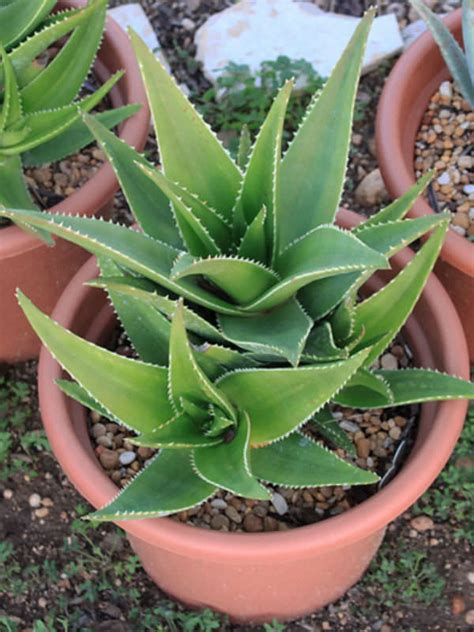 In this article we share the info on aloe vera care helpful tips for pests and problems. Aloe x delaetii | World of Succulents