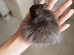 Size is the most observable difference between syrian and dwarf hamsters. 503 best images about Hamsters on Pinterest | Robo dwarf ...