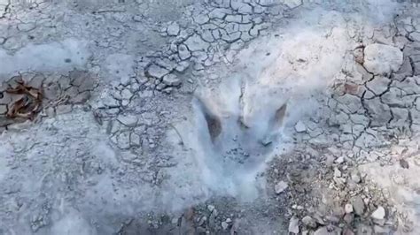 Dinosaur Tracks Uncovered After Drought Dries Up Paluxy River In Texas