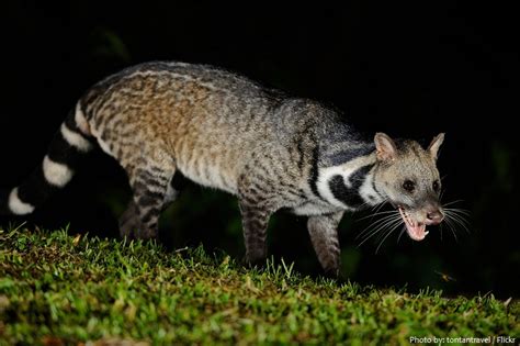 Interesting Facts About Civets Just Fun Facts