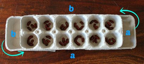 The boys at mankala were as. West African Game: How to make and play the mancala game Oware