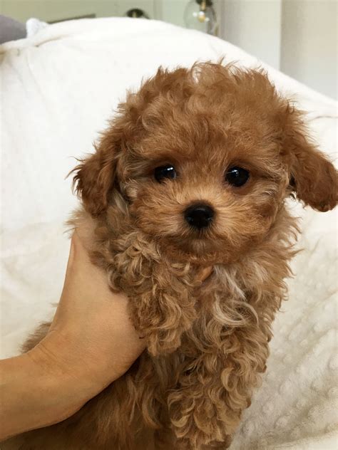 Dna checked red maltipoo puppies. Teacup Red Maltipoo Puppy! Rachel | iHeartTeacups