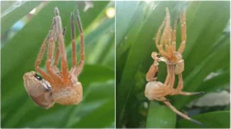 Submitted 5 years ago by firesatnight. Fascinating moment giant spider sheds its skin