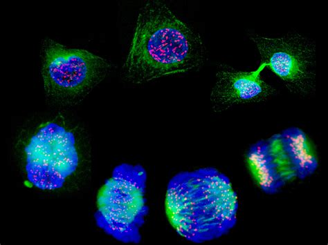 Human Cells Showing The Stages Of Cell Division Wellcome Collection