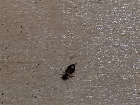 Bettwanzen bewegen sich meistens im bett und in bettnähe. Käfer im Bett in Vietnam? (Tiere, Insekten, Kleintiere)