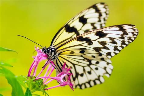 나비 곤충 꽃 · Pixabay의 무료 사진