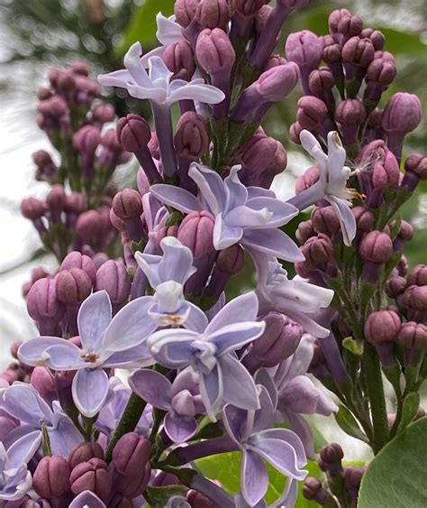 Lilacs Alan Ilagan