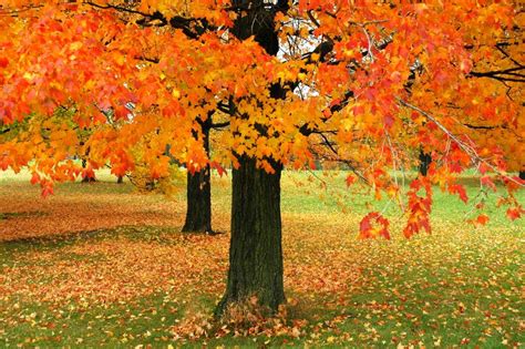 Wide range of maples available. Sugar Maple Tree Picture Slideshow