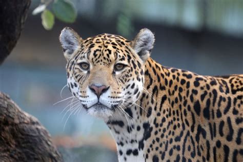 Jaguar Amazon Forest Animals