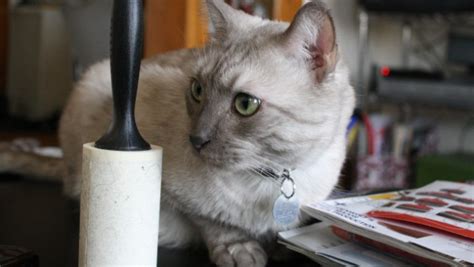 Dan sebelum kita memasuki apabila bulu kucing kalian rontok secara tidak wajar atau berlebihan, maka segera bawa ia ke dokter. 10 Petua Bersihkan Rumah Dari Kotoran Dengan Cepat Dan ...
