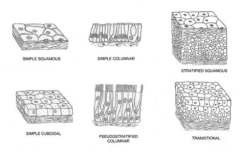 Types Of Epithelial Cells Photograph By Science Source Pixels