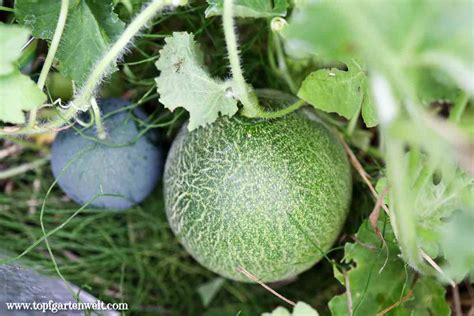 melonen anbauen im garten tipps zum ernten und vorziehen