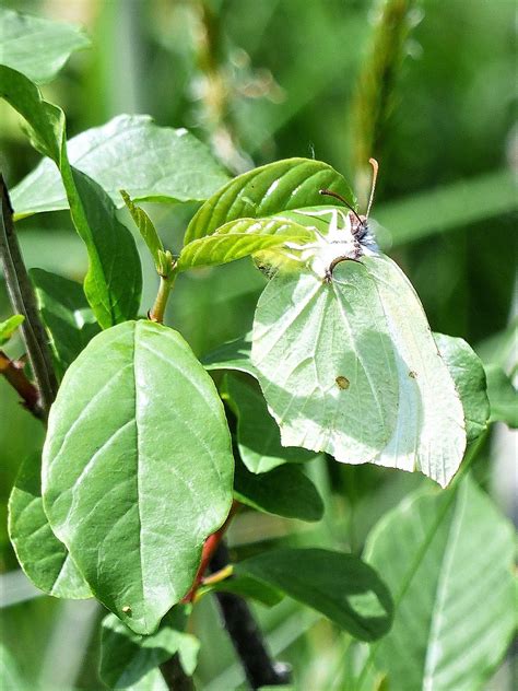 Just before the caterpillar hatches out of an egg, the egg grows darker.this site has information and photos about painted lady eggs, caterpillars, chrysalises, and butterflies: luthfiannisahay: Why Butterfly Lay Eggs On Leaves