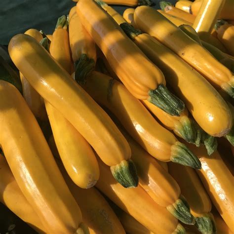 Check spelling or type a new query. Gold Bar Squash Information, Recipes and Facts