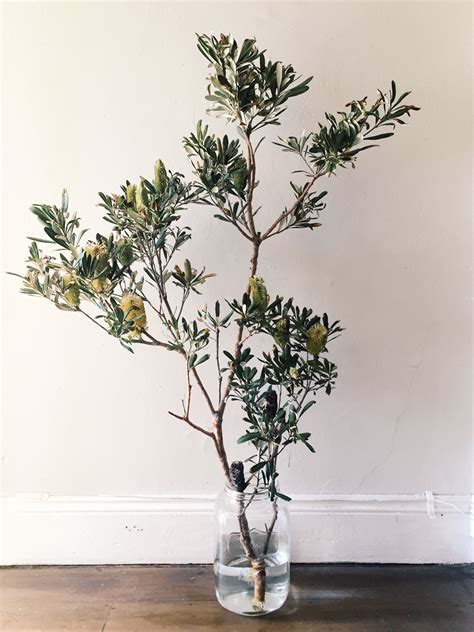 Find a large selection of decorative candle holders and candles for your event! Australian native Coast Banksia branch in vase ...