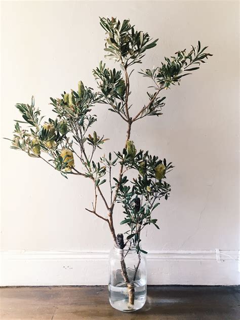 2,670 results for decorative branches. Australian native Coast Banksia branch in vase ...