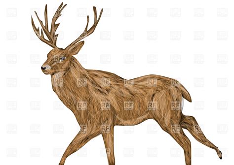 Buck Deer Clipart Free Download On Clipartmag