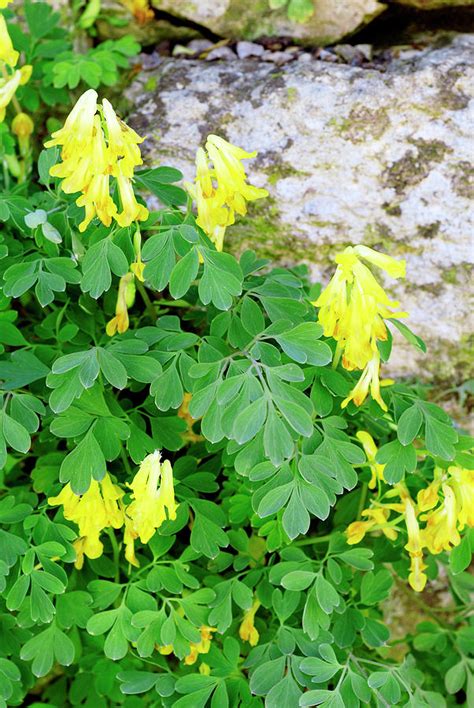 It grows at a medium rate, and under ideal conditions can be expected to live for approximately 5 years. Yellow Corydalis (corydalis Lutea) Photograph by Anthony ...