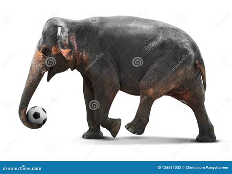 Elephant Playing Soccer Stock Image Image Of Path Asia 126514033