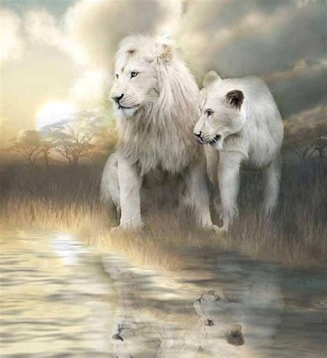 97 Best Lion And Lioness Images On Pinterest Big Cats Wild Animals