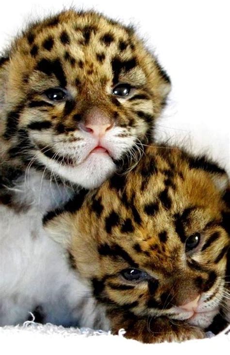 15 Awesome Pictures Of Big Cats Being Cute