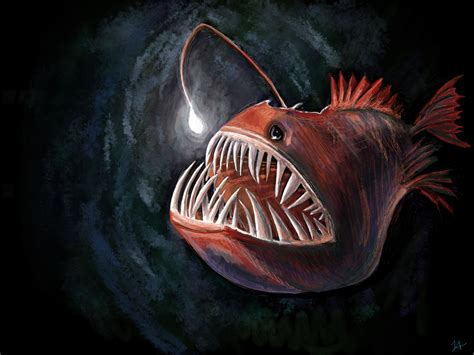 Angler Fish By Liz Abshire On Dribbble