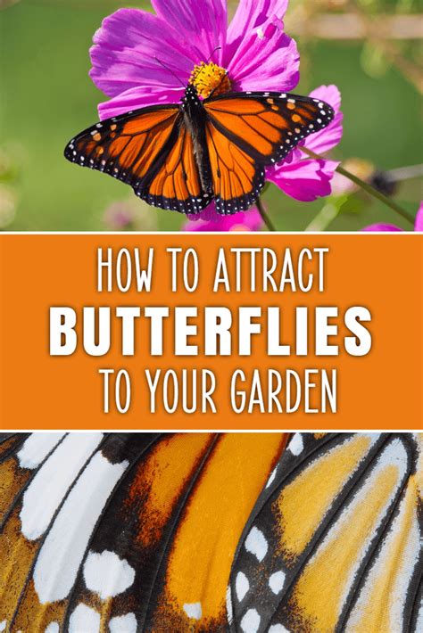 Butterflies help flowers by spreading their seeds. How to Attract Butterflies into Your Garden | Attract ...