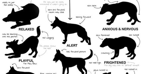 Why Do Dogs Bark Dog Body Language Body Language And Language