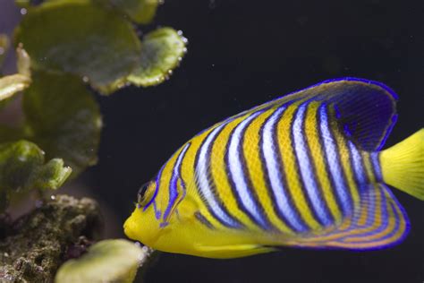 Free Stock Photo 1209-royal_angel_fish_1454.jpg | freeimageslive