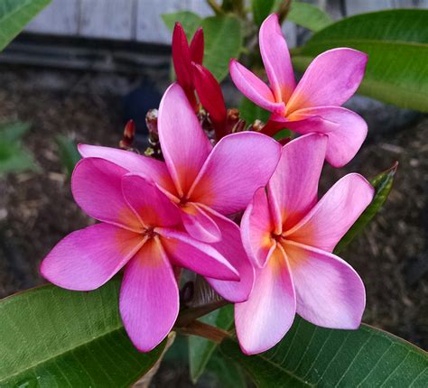 The southern california plumeria society is a growing, vibrant group of folks from all walks of life with a shared passion: Plumeria Festival and Flower Show - Saturday, September 5 ...