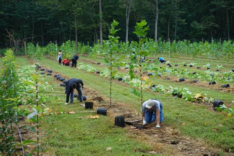 Volunteer and Visit the Casey Tree Farm - Casey Trees