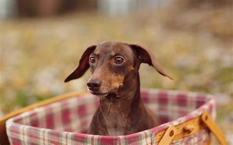 Последние твиты от download.com (@downloadnow). dog image download - HD Desktop Wallpapers | 4k HD
