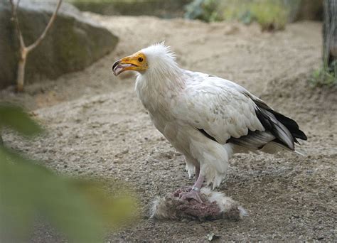 Juveniles are dirty brown with bare gray faces. Egyptian Vulture Facts, Habitat, Behavior, Diet, Pictures