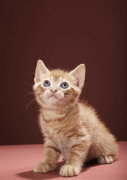 Can Kittens That Are 4 Months Old Get Pregnant? - Pets