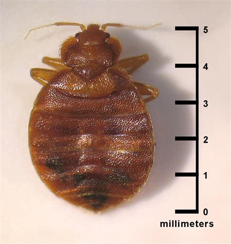 Bed Bug Picture Bed Bug Bites Bed Bug Photo Bugs That Look Like
