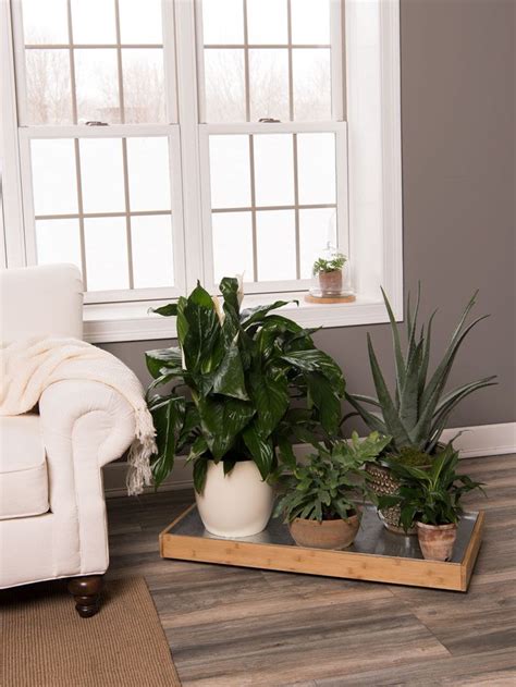 Check spelling or type a new query. Bamboo Rolling Plant Tray | Gardener's Supply - Indoor ...