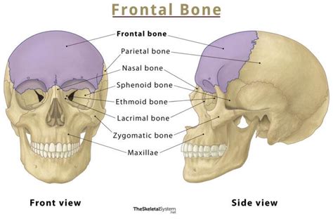 Frontal Bone Location Functions Anatomy And Diagram