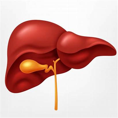 Liver Digestive System Human Vector Organ Illustration