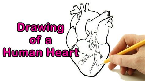 More images for how to draw a human heart easy » How to Draw a Human Heart Drawing Easy Outline ...