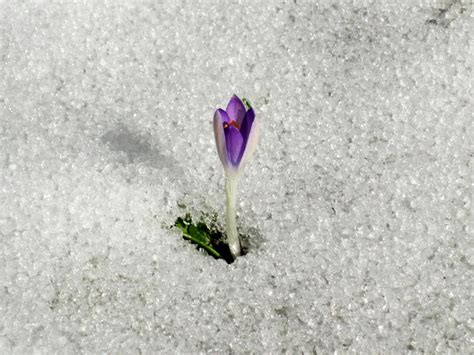 Crocus In The Meadow With Melting Snow Stock Image Image Of Morning