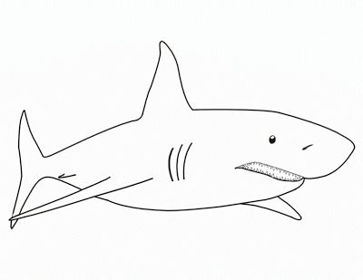 We did not find results for: La Chachipedia: Dibujos de tiburones para colorear ...