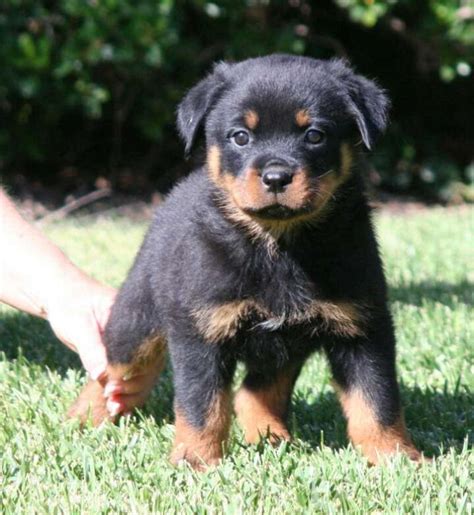 We are a european rottweiler breeder in texas and breed full blooded rottweiler puppies. Rottweiler puppy for sale in Kingwood, TX - 5miles: Buy ...