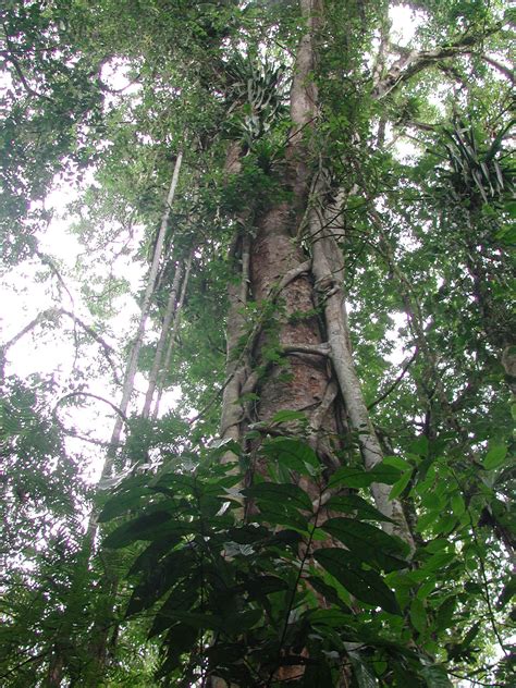 Full description of rainforest layers that have been identified by scientists, from study of niche. Strangler fig around rainforest tree