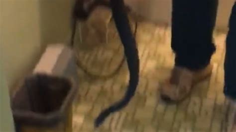 Have You Seen This Man Pulls 6 Foot Snake Out Of Toilet