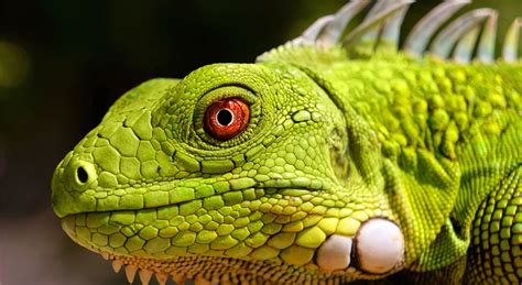 To prevent stress, fights, and possible injuries, having only one iguana in a home is often best. Green Iguana - National Geographic