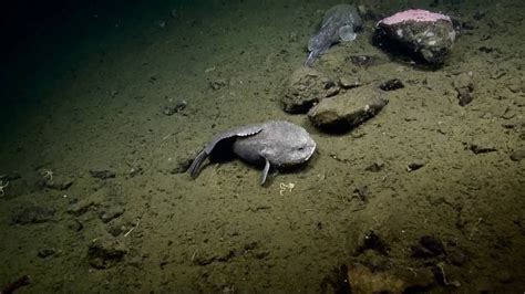Blobfish in other countries is called: Are Blobfish Real? Facts that You Can't Believe! - SeaFish