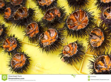 Sea Urchins Also Known As Sea Urchins Are Small Sea Creatures Whose