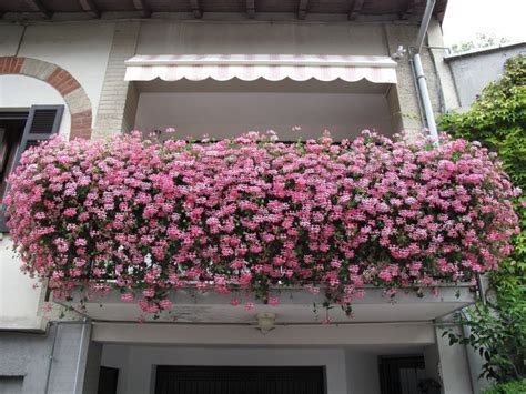 1 x vaso di fiori solo il pacchetto di cui sopra contenuto, altri prodotti non sono inclusi. Fioritura gerani | Gerani, Fiori da balcone, Giardino di fiori